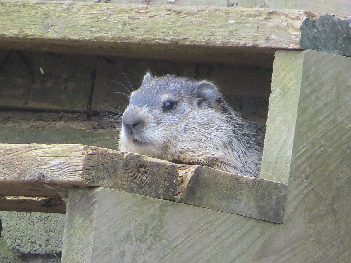 After People, An Infestation of Spectral&nbsp;Rabbits